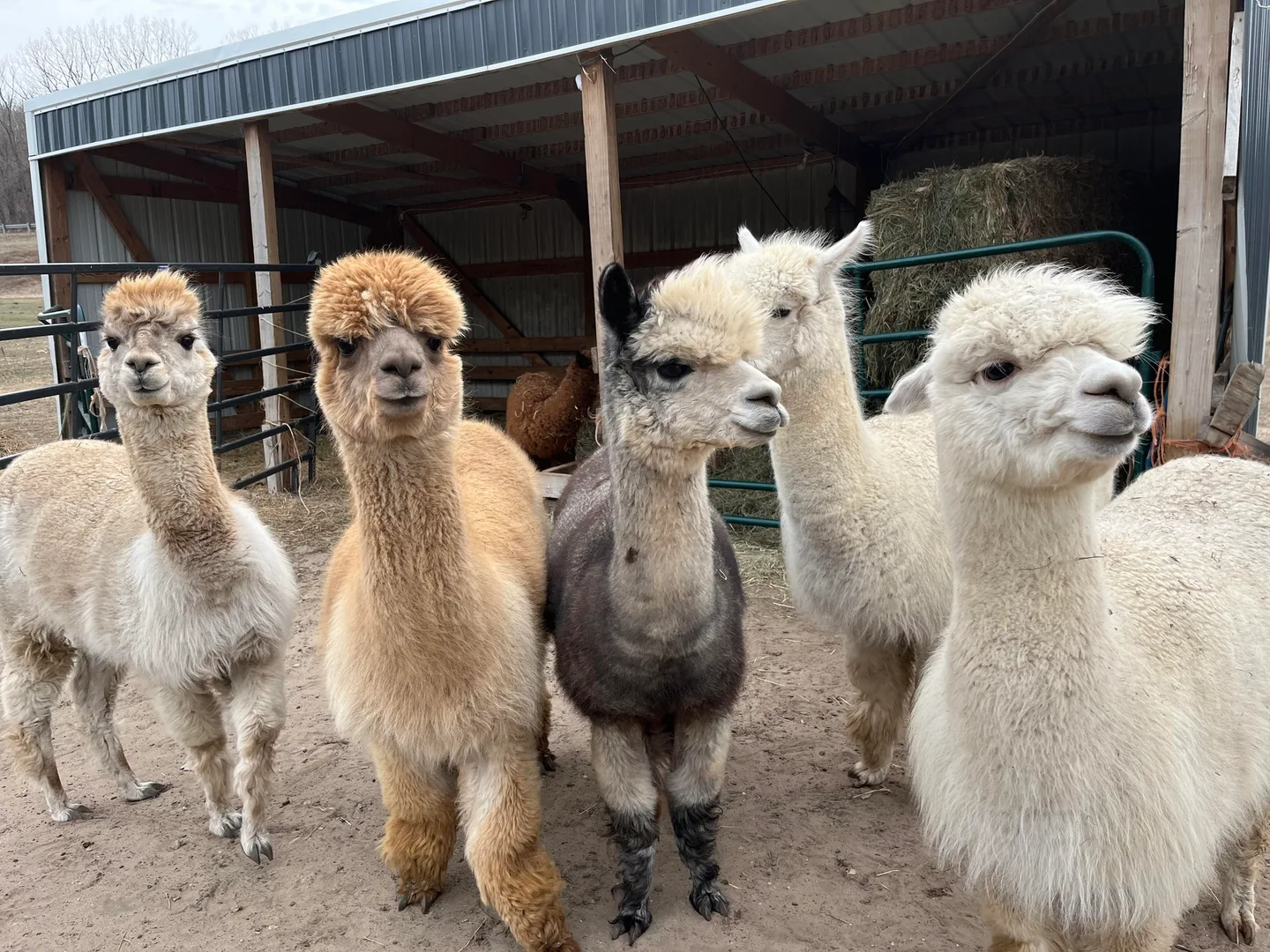 Group of alpacas from Infinity Farm mobile petting zoo