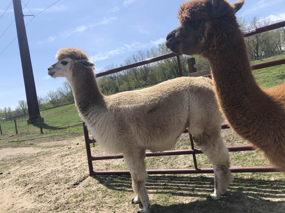 Buttercup, an alpaca at Infinity Farm