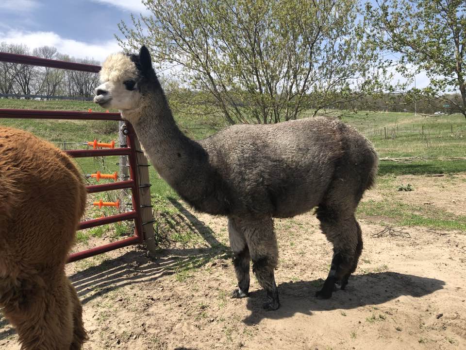 Carrie, an alpaca at Infinity Farm