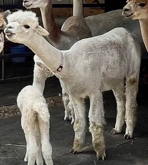 Alpaca Goods