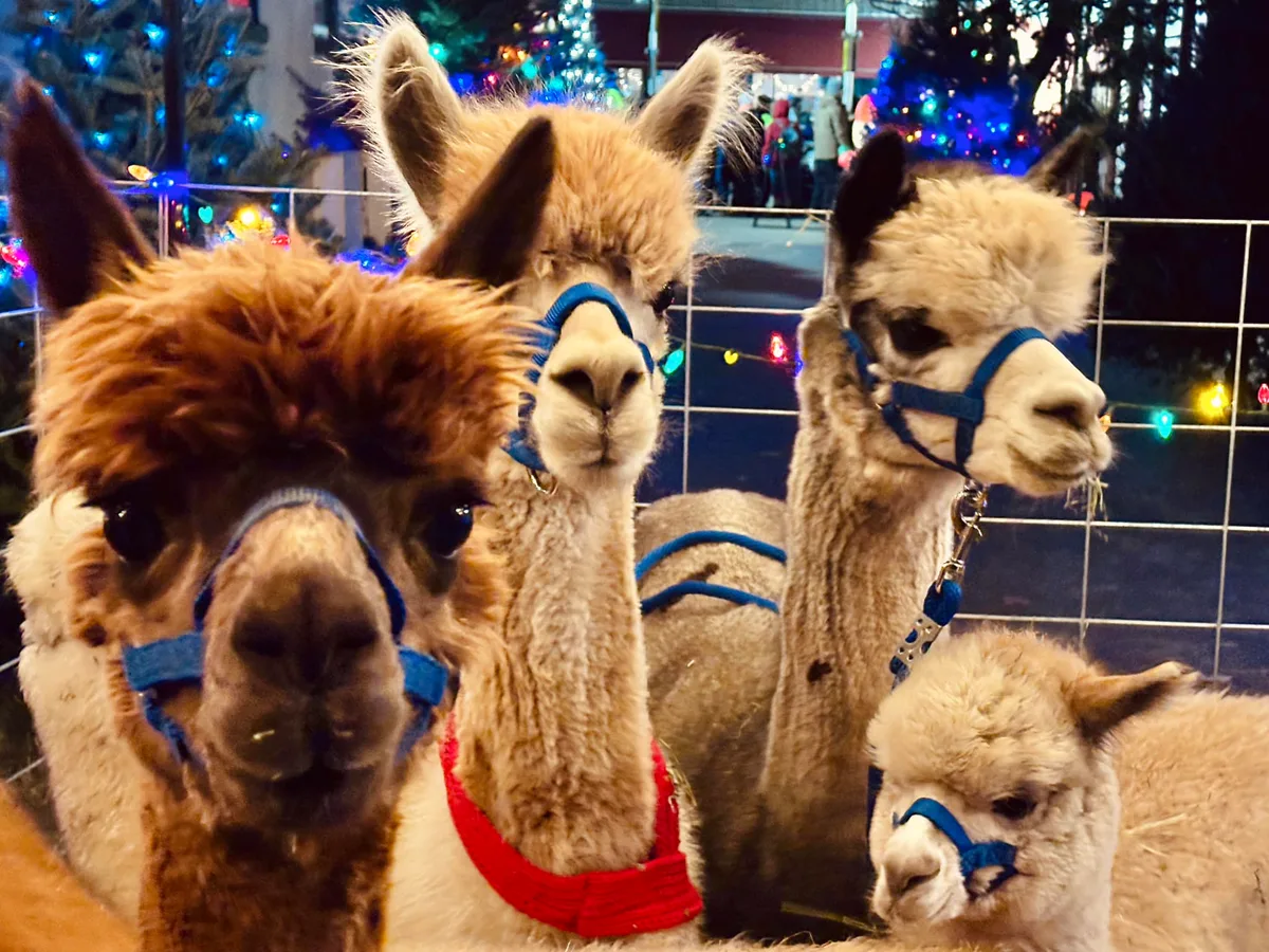 Mobile Petting Zoo