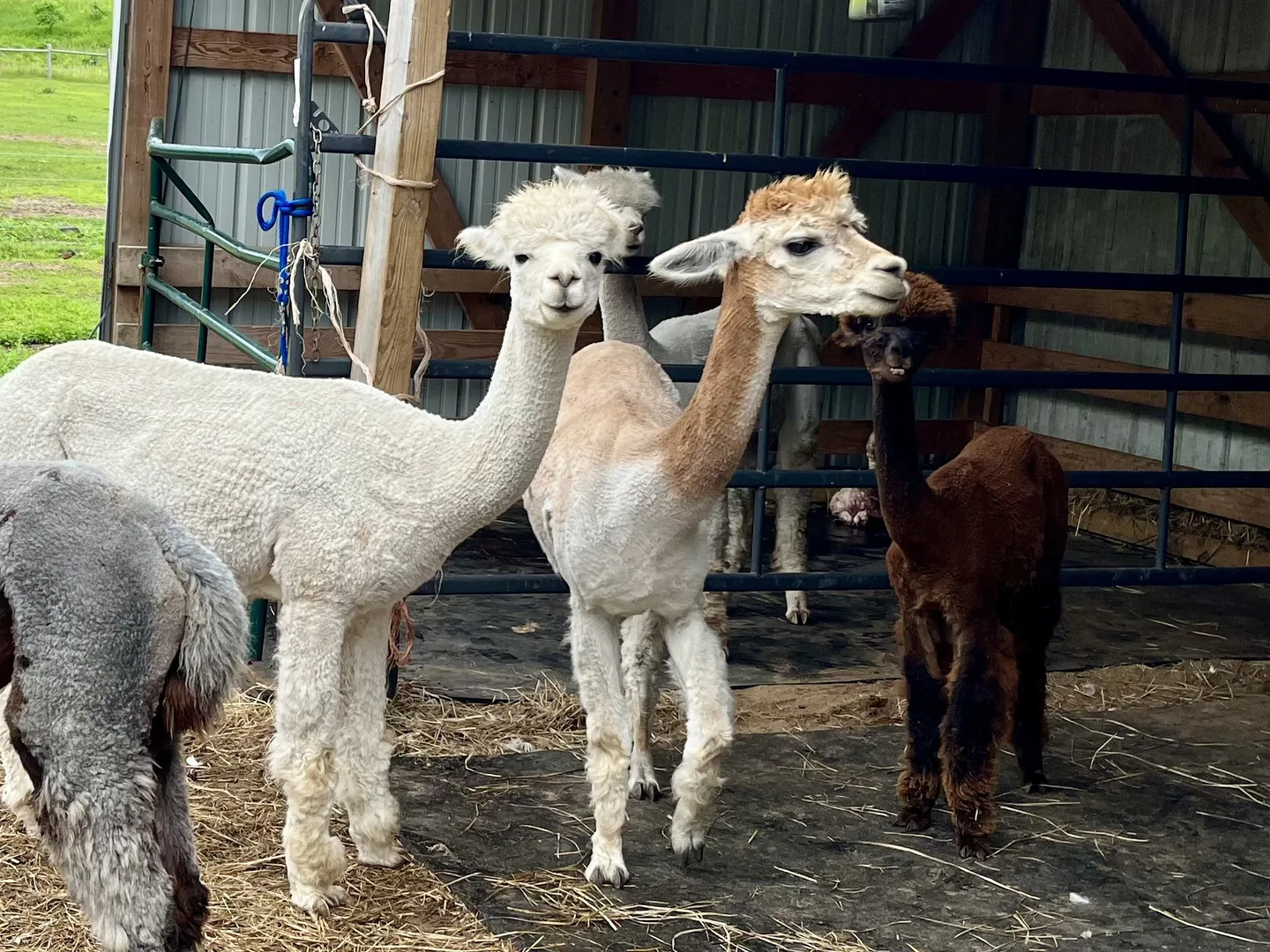 Alpacas and farm animals at Infinity Farm in Cannon Falls, Minnesota