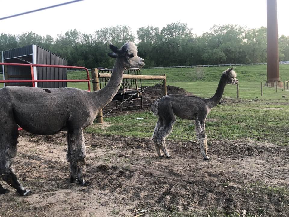 Flint, an alpaca at Infinity Farm