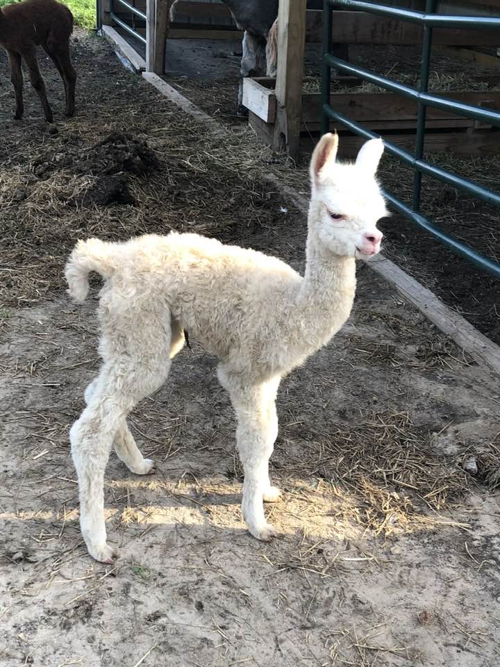 Meadow, an alpaca at Infinity Farm