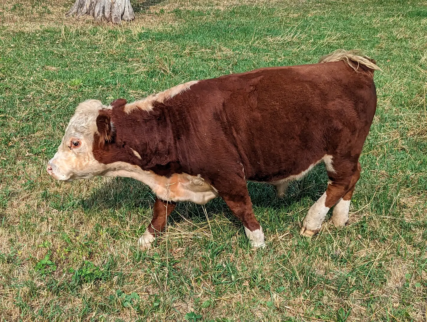 Cattle at Infinity Farm in Cannon Falls, Minnesota