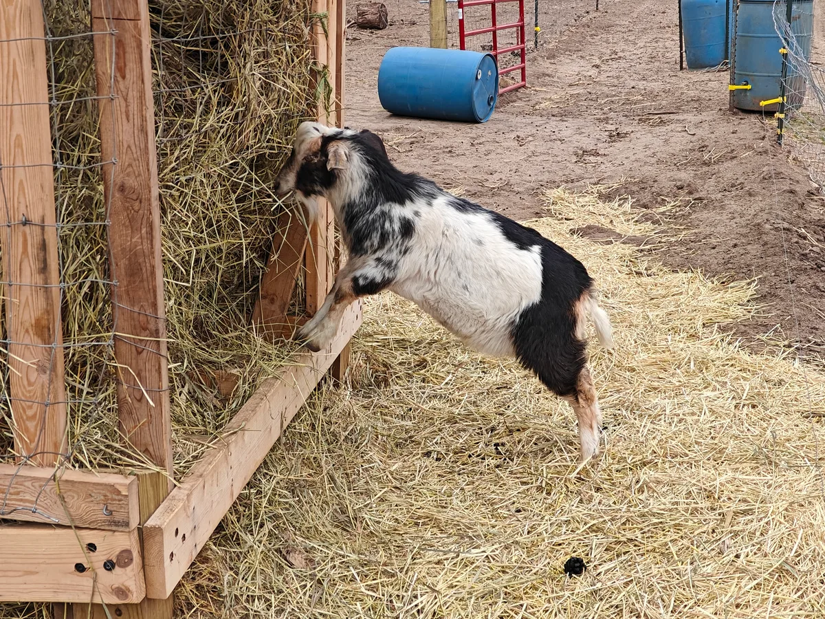 Goats at Infinity Farm